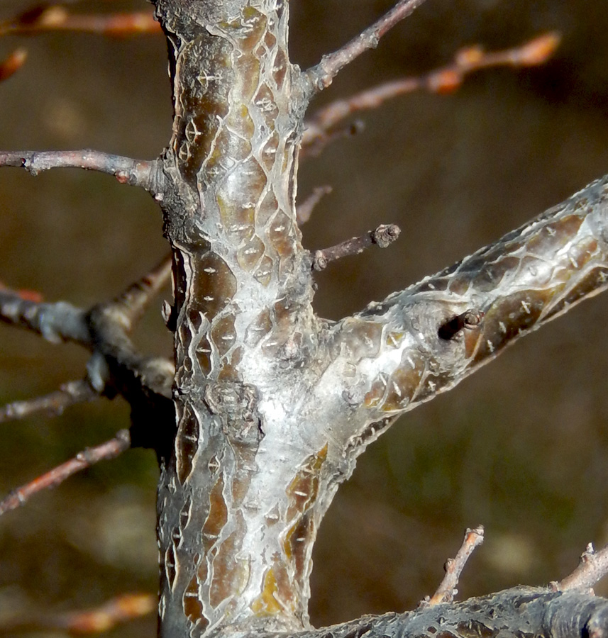 Image of Carpinus orientalis specimen.