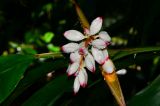 Alpinia zerumbet