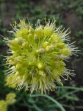 Allium obliquum