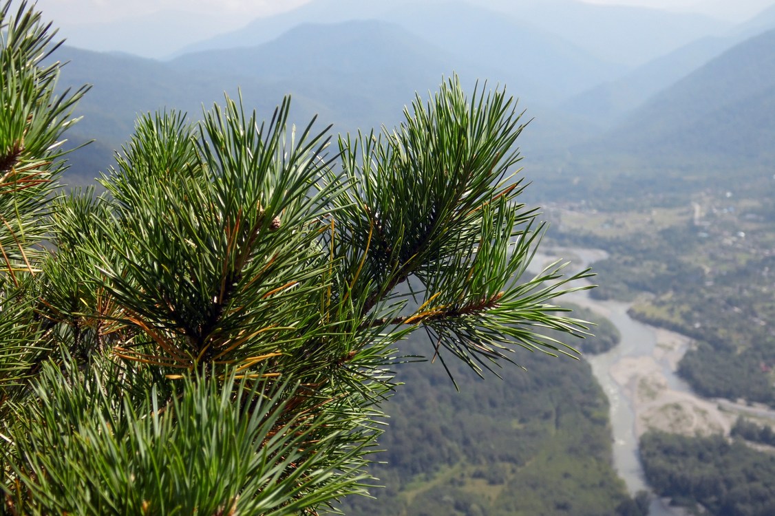 Изображение особи Pinus sylvestris.