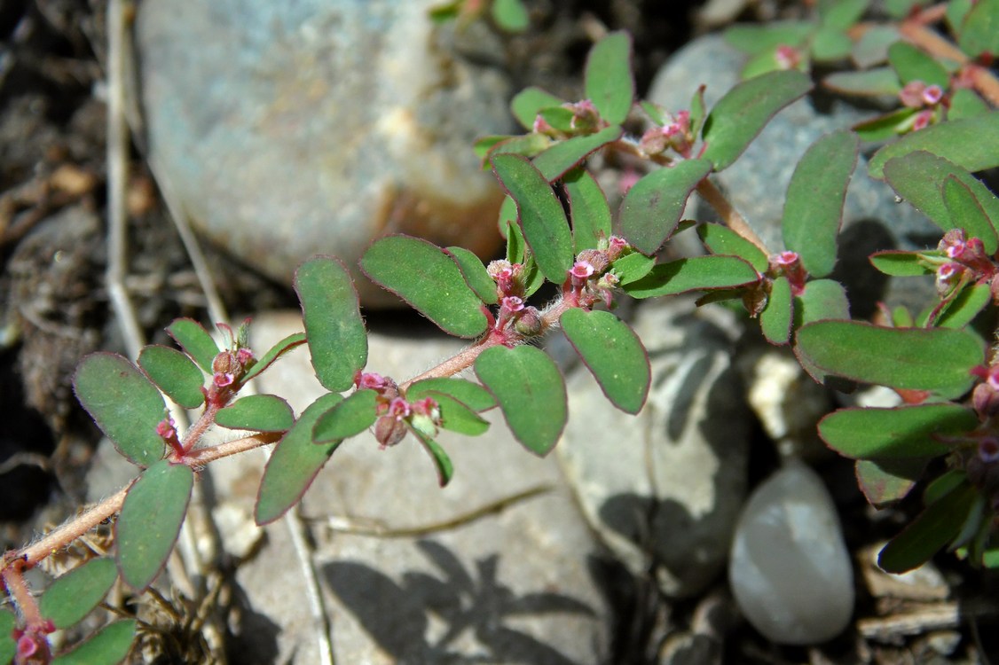 Изображение особи Euphorbia maculata.