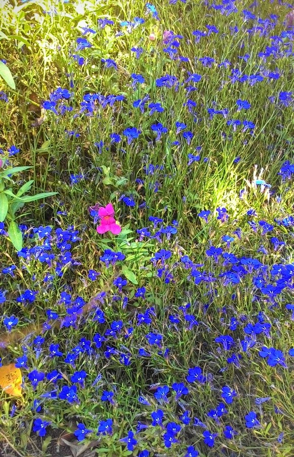 Изображение особи Lobelia erinus.