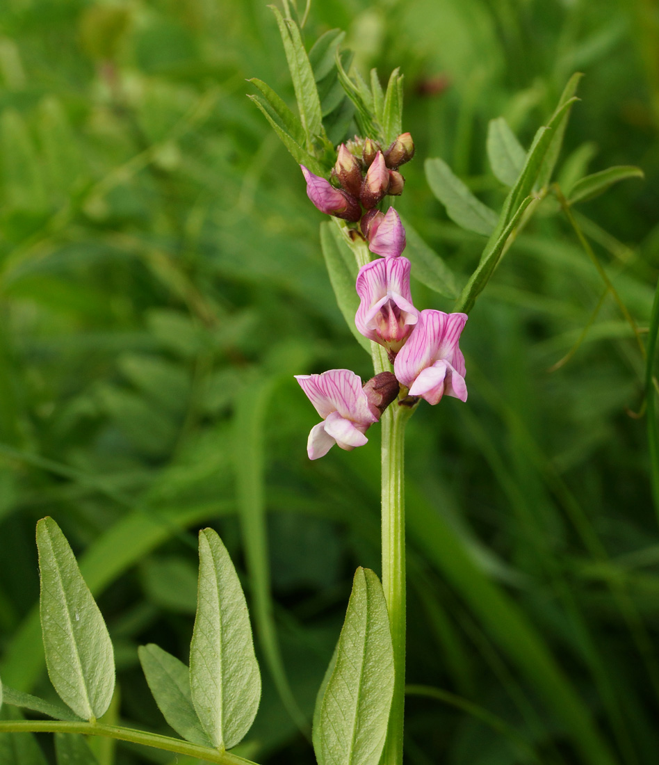 Изображение особи Vicia sepium.