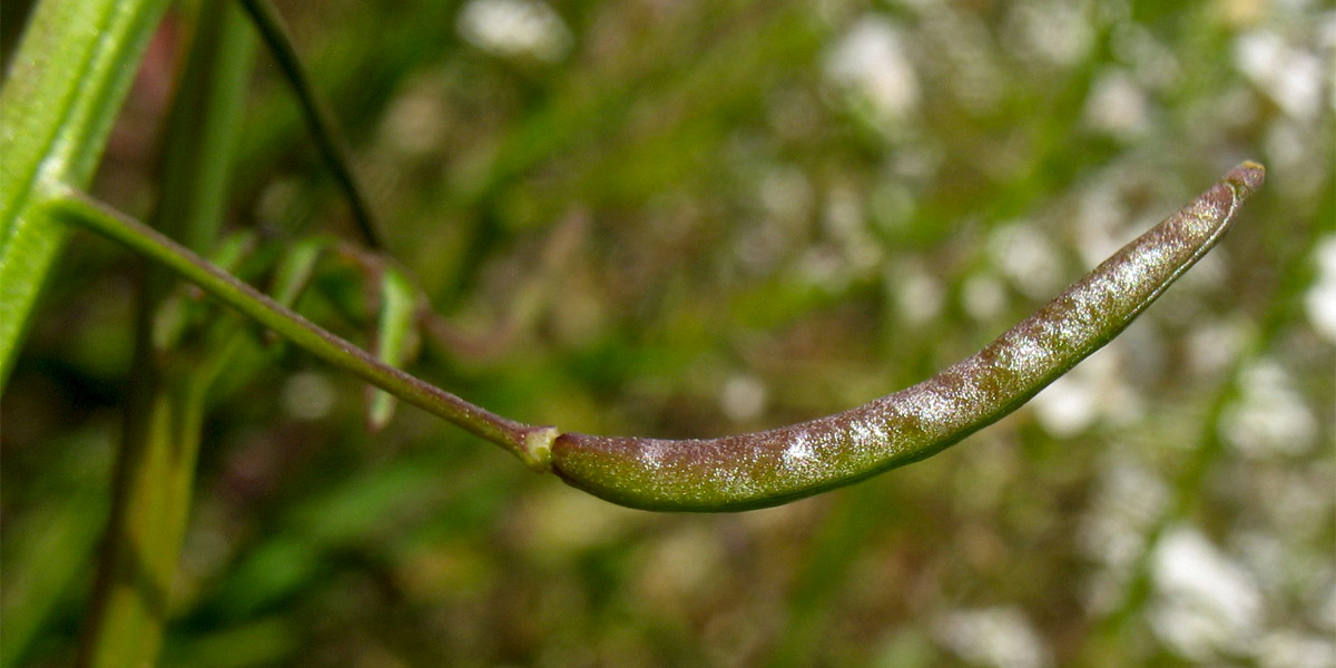 Изображение особи Nasturtium microphyllum.