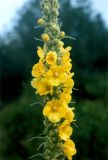 Verbascum densiflorum