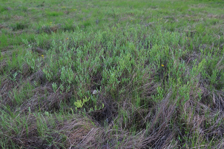 Image of Salix myrtilloides specimen.