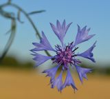 Centaurea cyanus