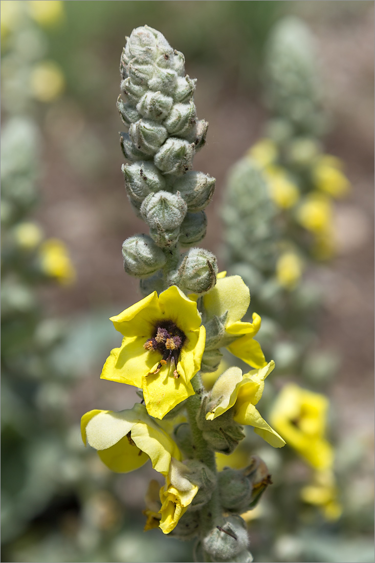 Изображение особи Verbascum formosum.