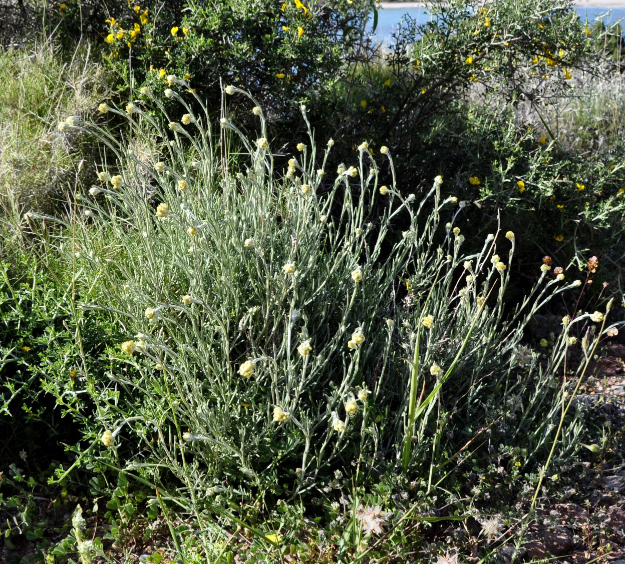 Image of Helichrysum stoechas ssp. barrelieri specimen.