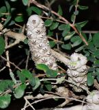 Melaleuca elliptica