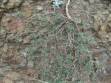 Scutellaria granulosa