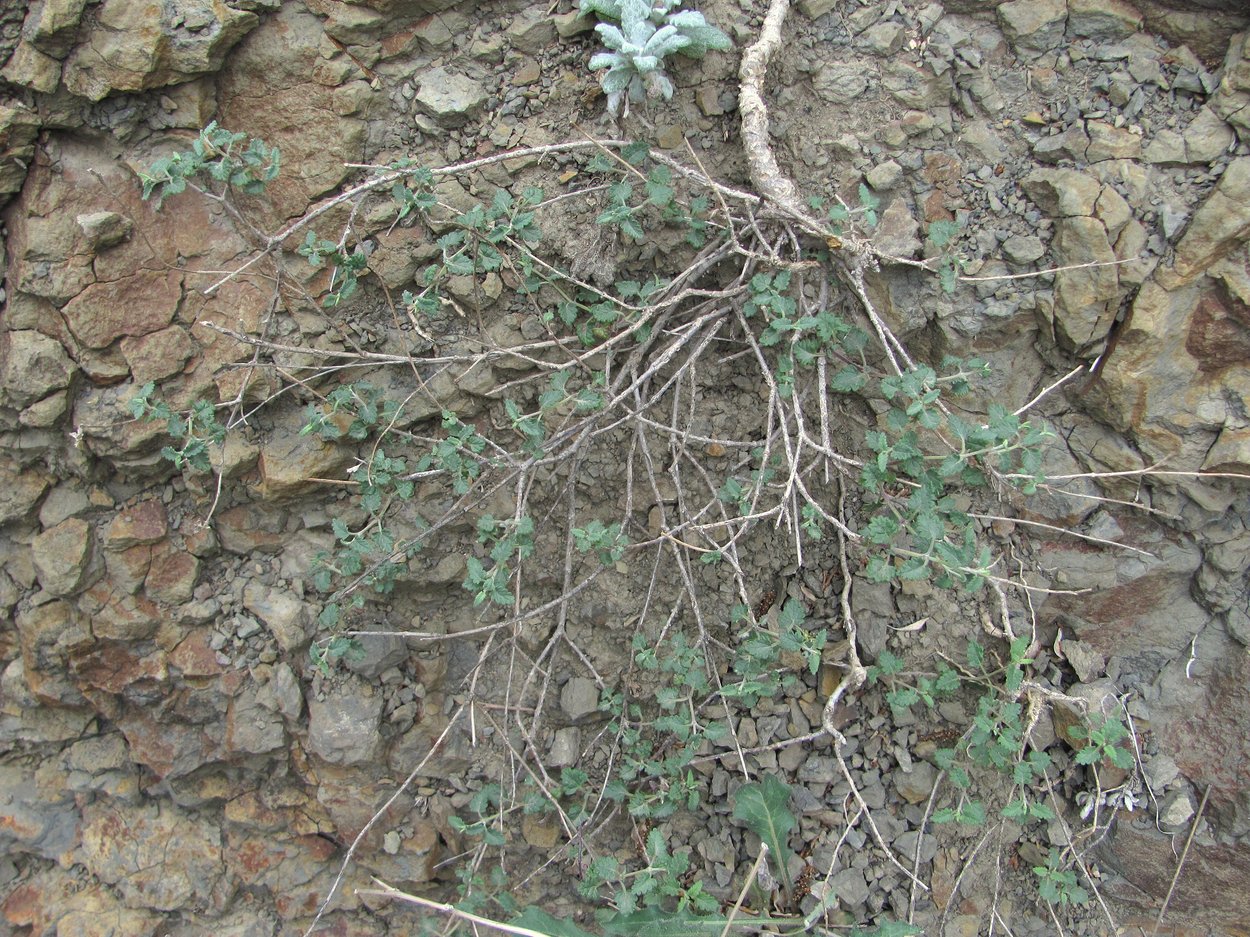 Изображение особи Scutellaria granulosa.