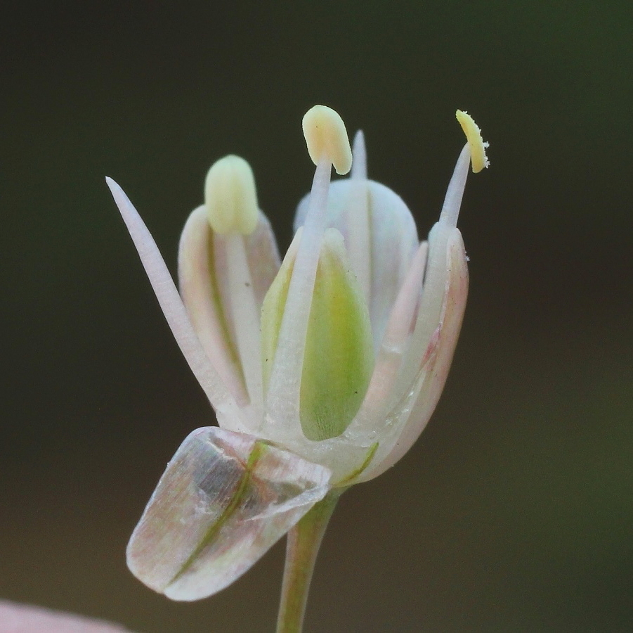 Изображение особи Allium pallens ssp. coppoleri.