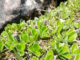 Salix torulosa