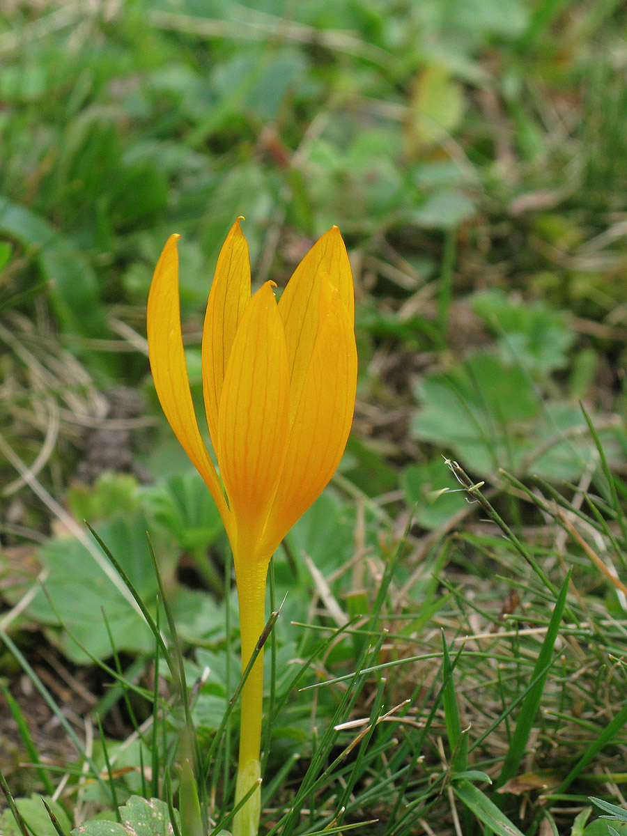 Изображение особи Crocus scharojanii.