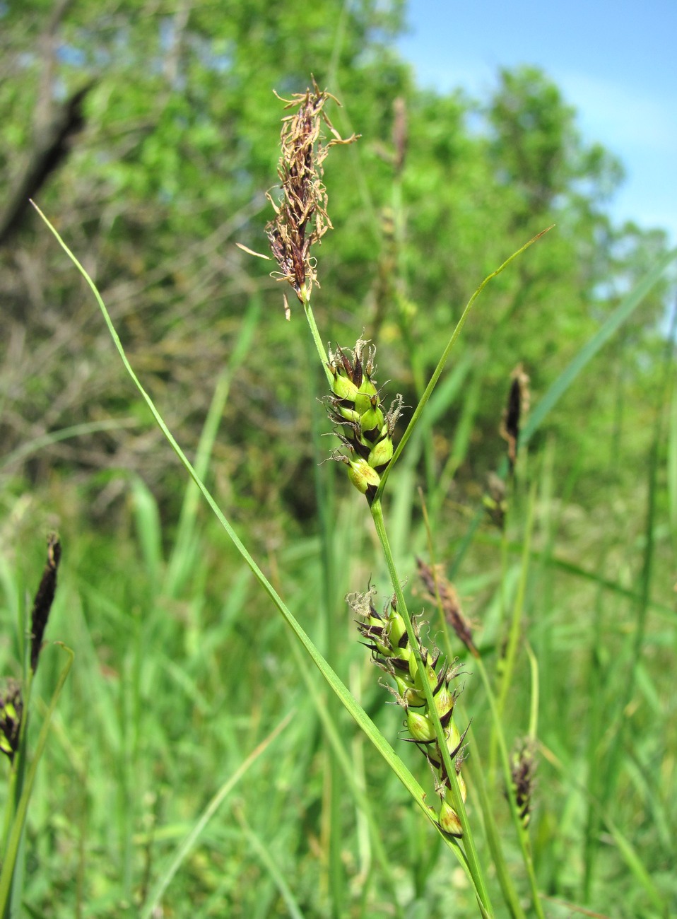 Изображение особи Carex melanostachya.