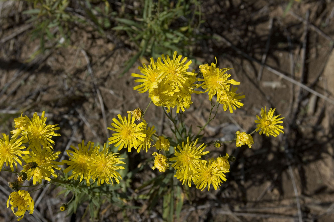 Изображение особи Hieracium umbellatum.