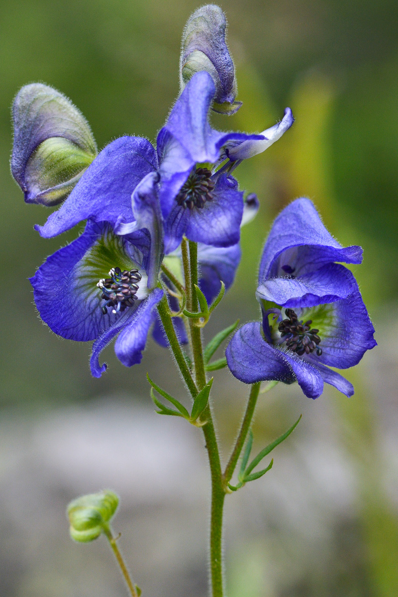 Изображение особи Aconitum cymbulatum.