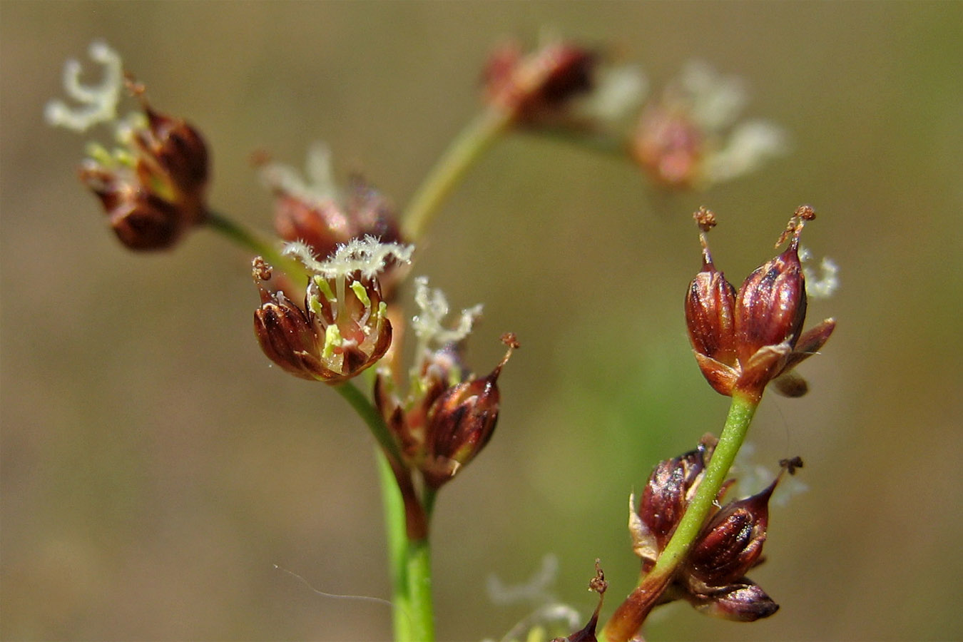 Изображение особи Juncus articulatus.