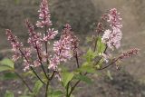 Syringa × prestoniae. Верхушки цветущих веток (культивар 'Miss Japan'). Костромская обл., Судиславский р-н, дер. Антипино, в культуре. 01.06.2019.