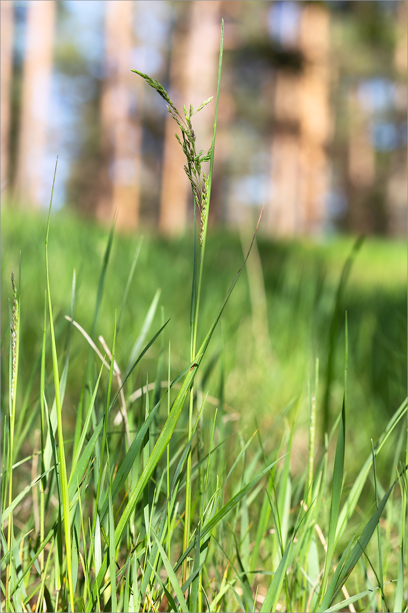 Image of genus Poa specimen.