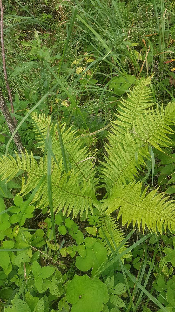 Изображение особи Dryopteris affinis.