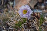 Trollius lilacinus