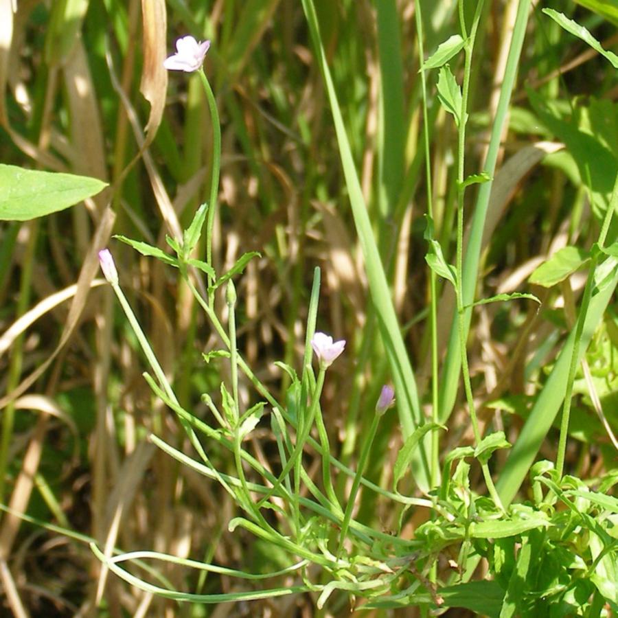 Изображение особи Epilobium tetragonum.