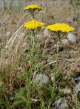 Achillea arabica. Цветущие растения. Кыргызстан, Чуйская обл., окр. г. Бишкек восточнее с. Орто-Сай, предгорье, пустырь перед холмами. 25.05.2019.