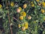 Trifolium aureum