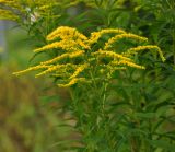 Solidago canadensis