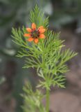 Adonis parviflora