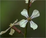 Eruca sativa