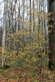 Euonymus verrucosus. Растение с листвой в осенней окраске. Москва, заказник \"Теплый Стан\", смешанный лес. 20 октября 2021 г.