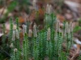 Lycopodium annotinum