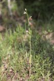 Ophrys apifera. Цветущее растение. Крым, Байдарская долина, поляна в лиственном лесу. 11.06.2022.