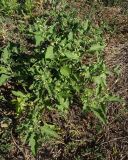 Solanum nigrum