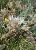 Astragalus sempervirens