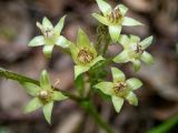 Rubus saxatilis. Отцветшее соцветие с притаившимся пауком. Московская обл., Дмитровский р-н, берег канала им. Москвы, смешанный лес. 06.06.2023.