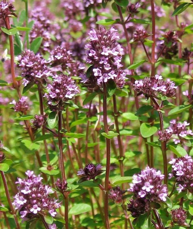 Изображение особи Thymus ovatus.