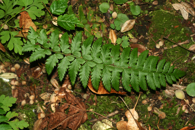 Изображение особи род Polystichum.