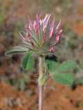 Trifolium hirtum