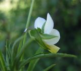 Viola tricolor