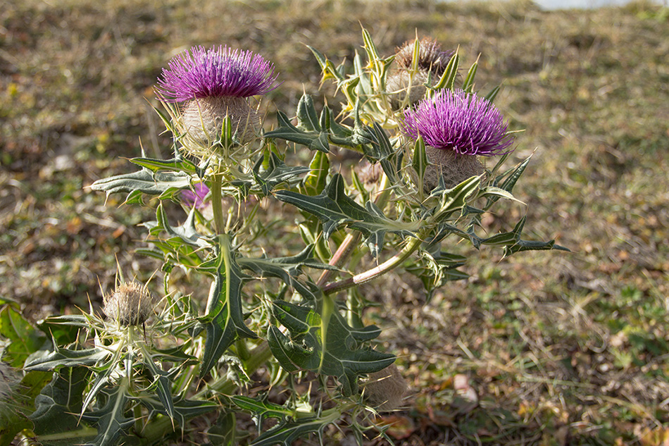 Изображение особи Cirsium pugnax.