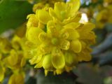 Mahonia aquifolium