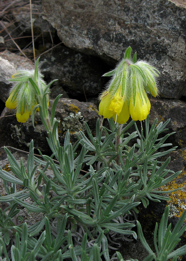 Изображение особи Onosma polyphylla.