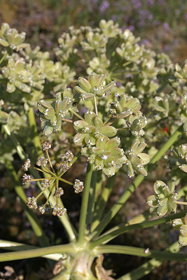 Изображение особи Ferula foetida.