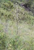 Saussurea sordida. Цветущее растение. Казахстан, Заилийский Алатау выше Чимбулака, 2400-2500 м н.у.м. 01.07.2013.