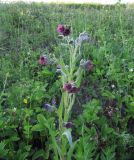 Cynoglossum officinale