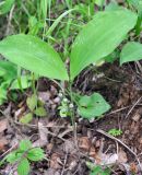 Convallaria keiskei. Плодоносящее растение. Хабаровский край, Амурские столбы. 21.07.2012.